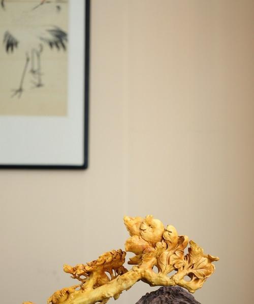黄杨树开花是什么兆头？（认识黄杨树开花，从叶子到花朵）