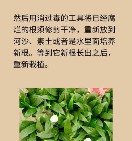 如何应对扶桑烂根？（有效措施，彻底解决！）