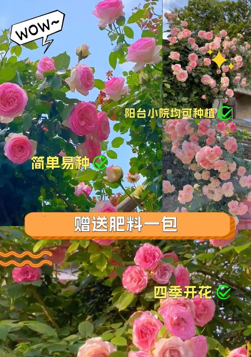 如何种植蔷薇花种子（蔷薇花种子的收集、选种、播种、护理和成长）