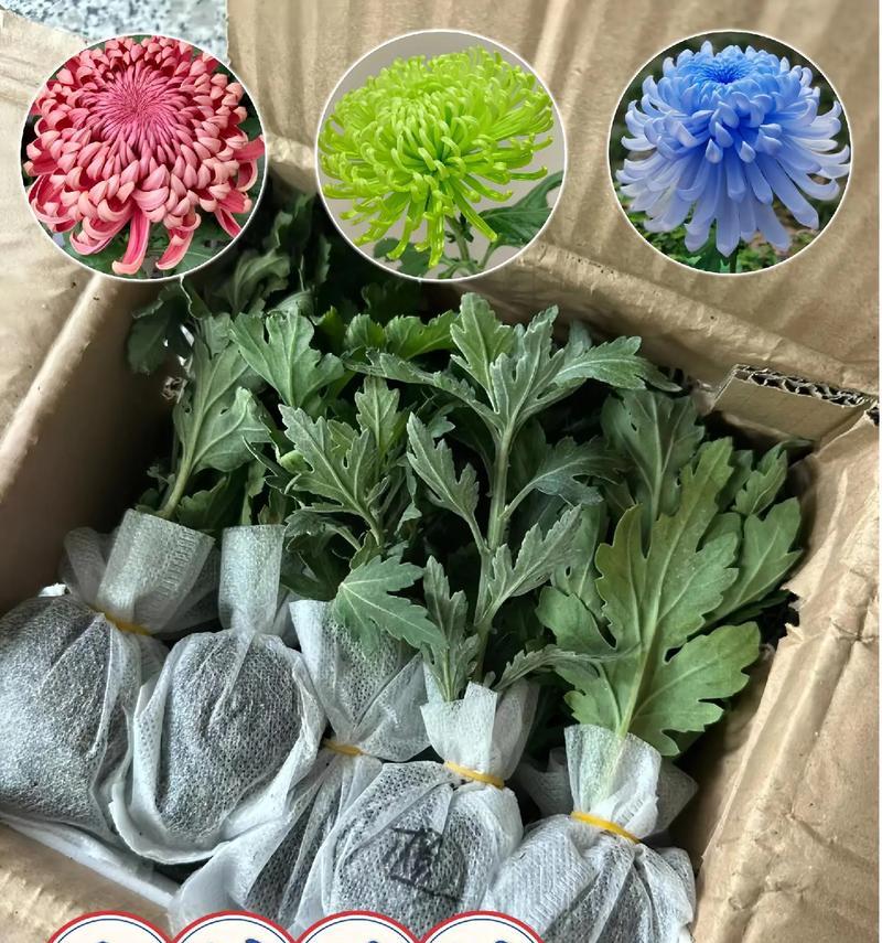 菊花室内养还是室外养？（权衡利弊，选择最佳方式。）