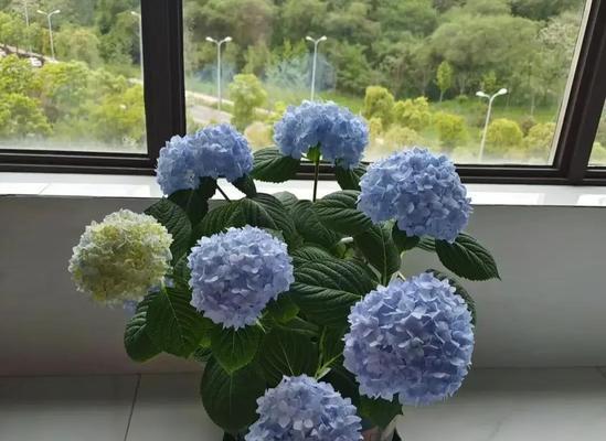 绣球花的种植与养护（喜阳光的绣球花如何种植和护理）