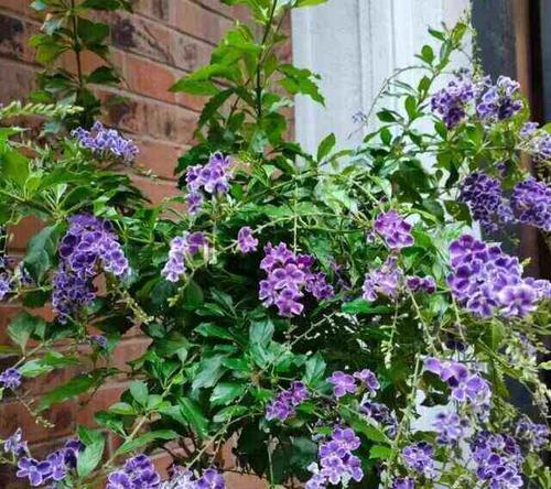 四叶草花期揭秘（探究四叶草的生长周期及其魅力）