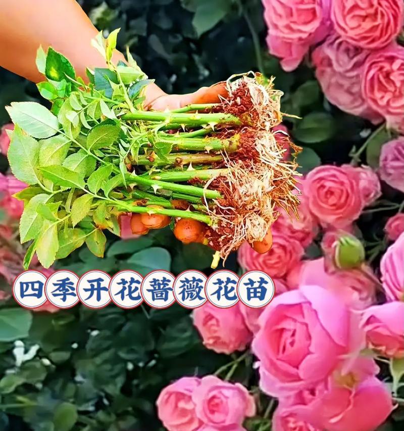 蔷薇种植的最佳时机（不同季节适宜的栽培方法）