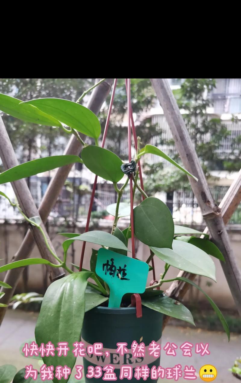 球兰的花期与开花季节（探究球兰开花的时间和季节特征）
