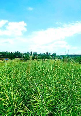 探秘神秘的地灵植物（掌握地灵植物的特点、生长环境和药用价值）