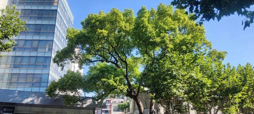 揭秘扬州市的市树——桂花