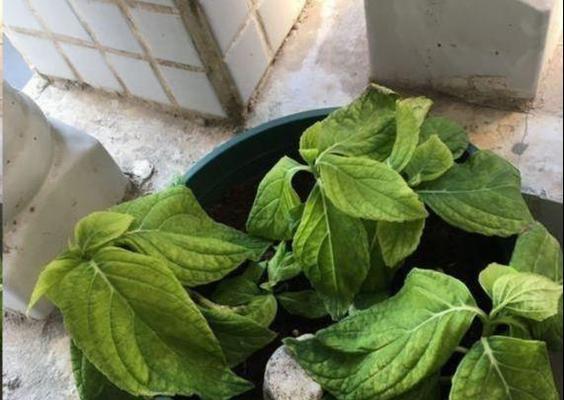 如何解决绣球花叶尖干枯的问题？（全面分析绣球花叶尖干枯的原因与解决方法）