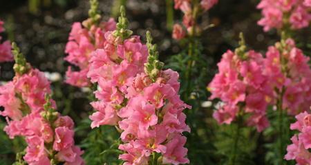 金鱼草开花之花色与样子（探秘金鱼草开花的美丽面貌）
