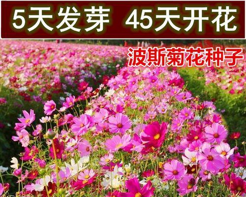 格桑花种植与生长周期
