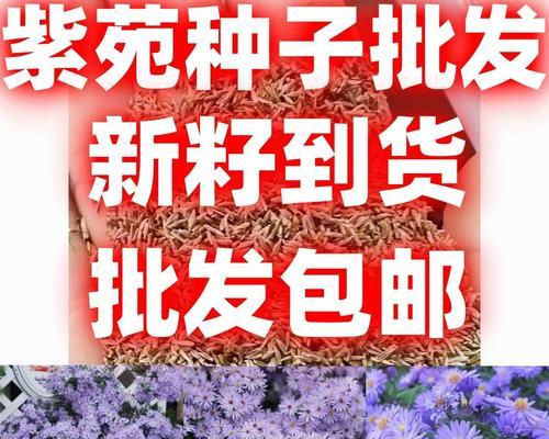如何留下姬小菊的种子（简单的步骤让你轻松收集种子）