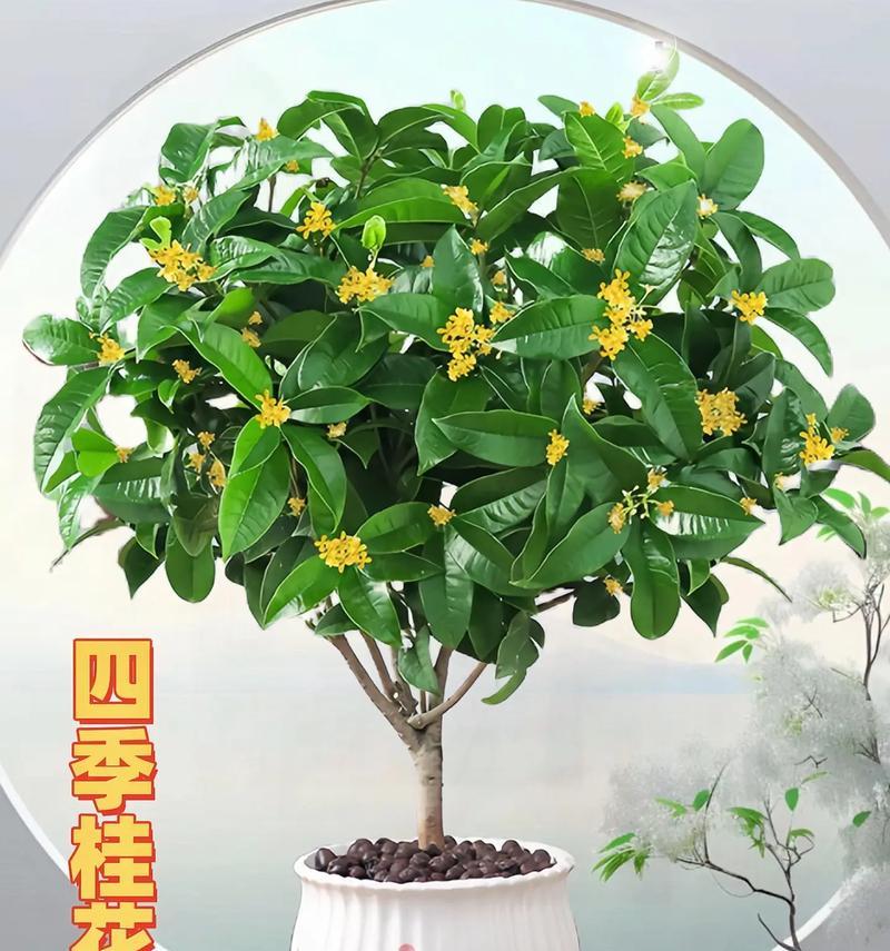室内还是室外？揭秘适合养桂花的环境选择（桂花栽培全攻略，从环境到细节来一步步带你上手）