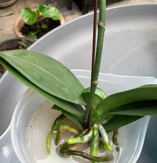 蝴蝶兰换盆全攻略（时间、方法、步骤、技巧全掌握，让你的蝴蝶兰焕然一新）