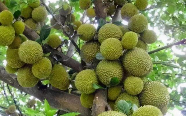 湖南种榴莲实现新突破（中国南方地区首次成功栽培榴莲）