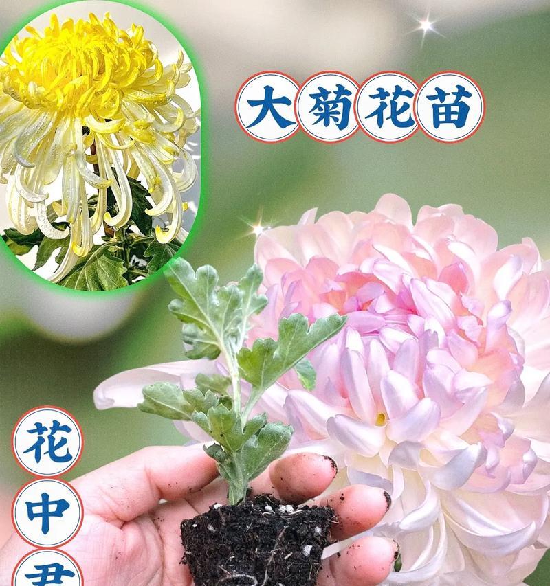 四季菊花的开花时间及特点（探究四季菊花的花期和开花习性，揭秘其优美多姿的花朵和生长习性）