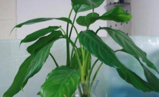 广东万年青开花的风水寓意（探讨广东万年青开花的吉祥意义和风水作用）