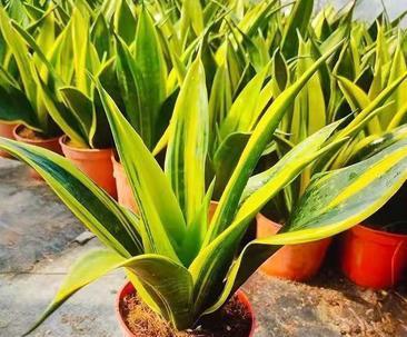 虎皮兰喜水，如何正确浇水？（掌握5个技巧，让虎皮兰茁壮成长）