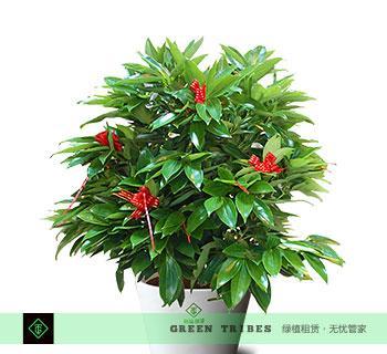 平安树（一个不起眼的小树，却有惊人的成长潜力，让人惊喜不已！）
