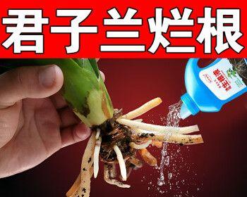 君子兰肥料全解析（掌握君子兰施肥技巧，打造健康美丽的植株）