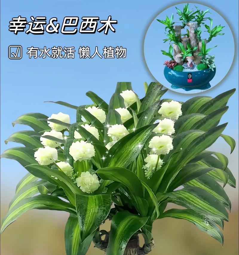 巴西木打顶的时间及方法步骤（让您的植物更加茂盛繁荣）