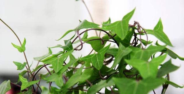 龙须叶子干枯怎么办？教你拯救你的龙须叶！