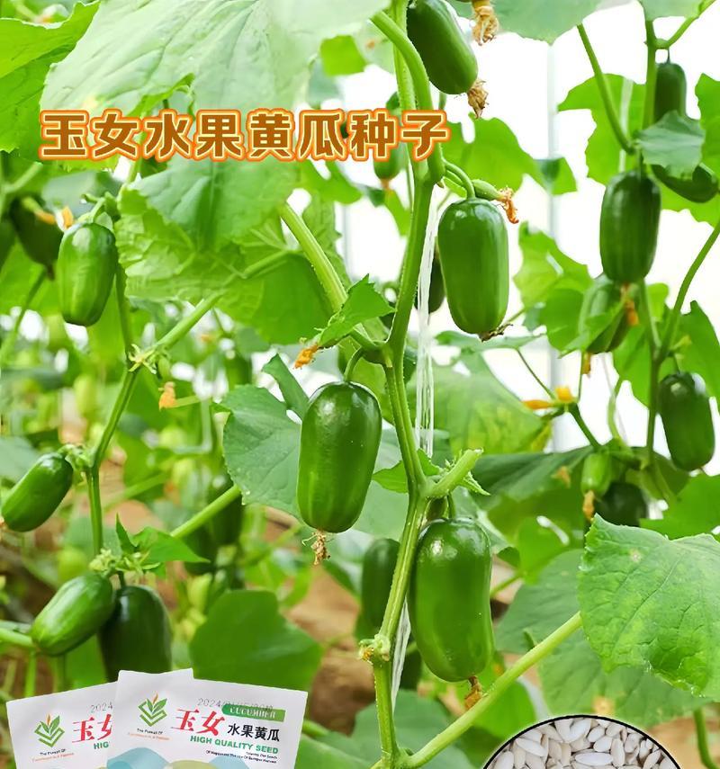 黄瓜种植指南（几月份种植最合适？种子选购、土壤调理、浇水施肥技巧大全！）
