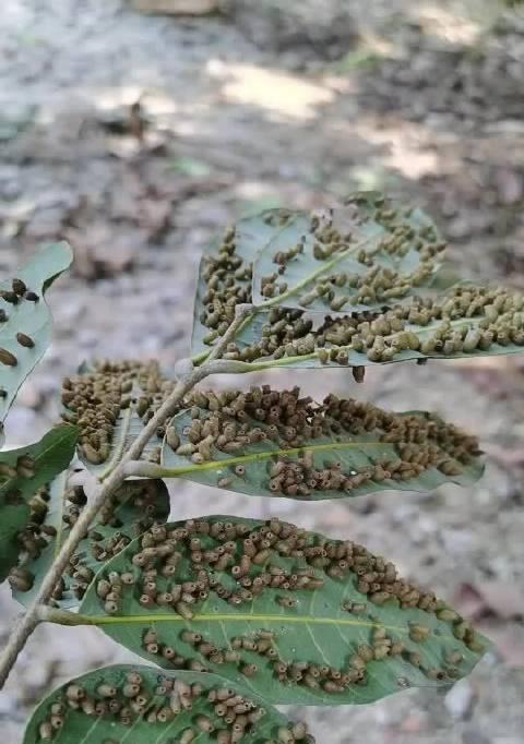 怎样解决龙眼树叶子发黄问题（从营养、病虫害等方面入手，为龙眼树健康成长保驾护航）