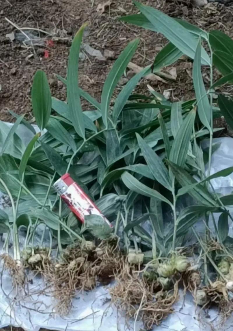 黄精种植全攻略（准确选择时间和土壤，让黄精蓬勃生长）