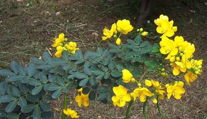 探秘决明子树的神奇之处（发现树叶、果实、树皮三重天，全方位认识决明子树的奇妙生长）