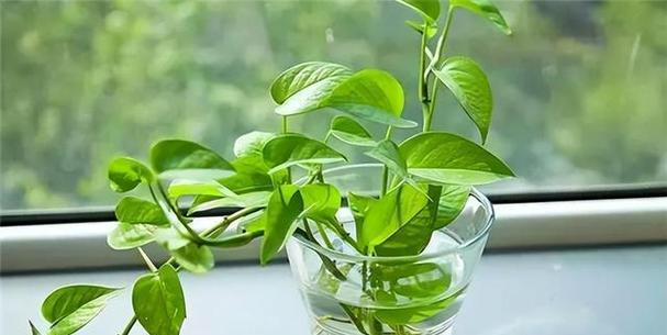 绿萝——多肉根系的耐阴植物（了解绿萝的多肉根系结构与特点，打造高颜值的家居绿植空间）