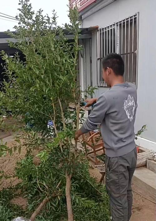 石榴树的种植与管理技术（品尝鲜美的果实，种植石榴树需要注意哪些事项？）