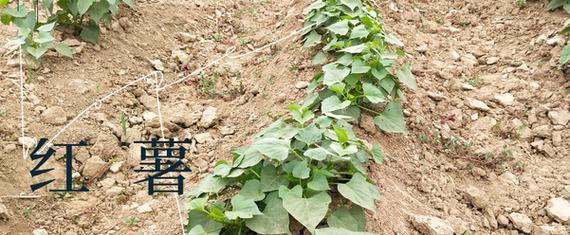 番薯种植指南（掌握种植季节，高效收成番薯）
