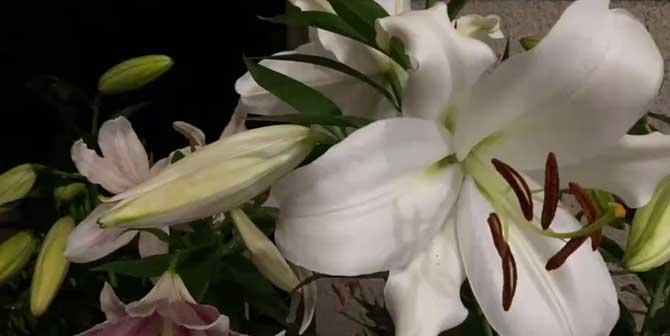 百合花的最佳产地（品质优良，价格实惠，一网打尽）