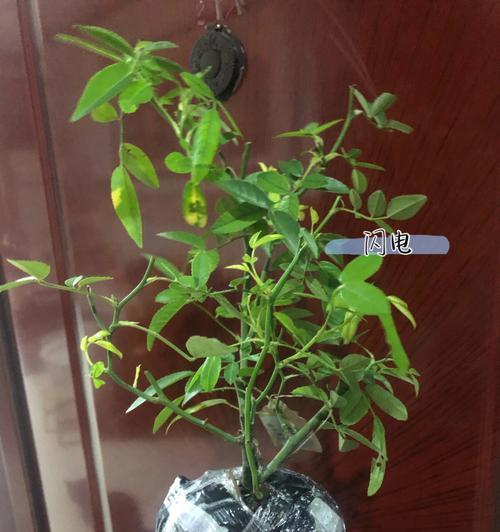 闪电月季的优缺点（了解这种花的特点和适用场景，才能更好地欣赏它的美丽）