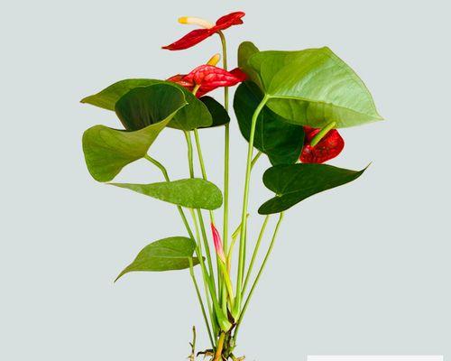 红掌开花后怎么修剪？（掌握正确方法，使红掌更加美丽）