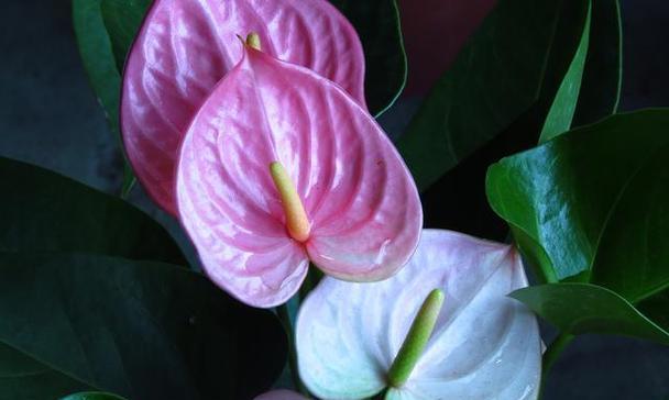 海芋开花时间及特点（了解海芋开花的季节和条件，让它更美丽）