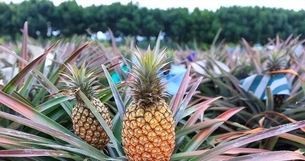 凤梨成熟季节探究（热带果实的生命轨迹与美味享受）