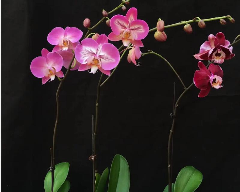 蝴蝶兰花期养护全攻略（打造美丽蝴蝶兰，从养护管理开始）