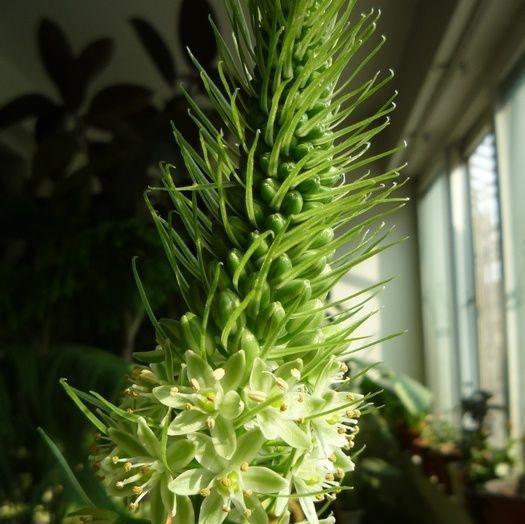 家居绿植万年青的种植技巧（如何在家里种植万年青？万年青种植详解！）