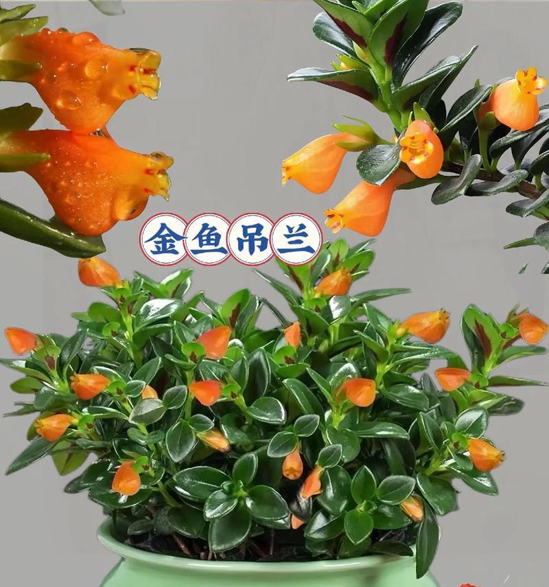 正确浇水，让金鱼花生机勃勃（金鱼花浇水技巧，科学养护）