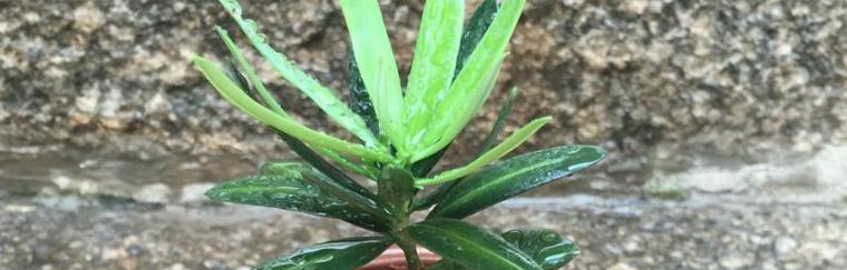 罗汉松的繁殖方法与注意事项（成功种植罗汉松需要掌握的关键技巧）