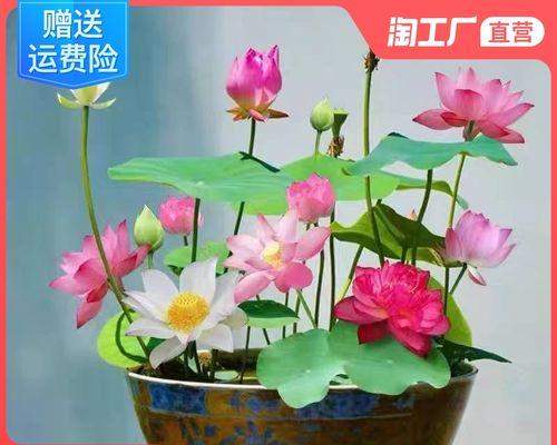 莲花养殖指南（从选苗到管理全面解析，让你轻松养好莲花）