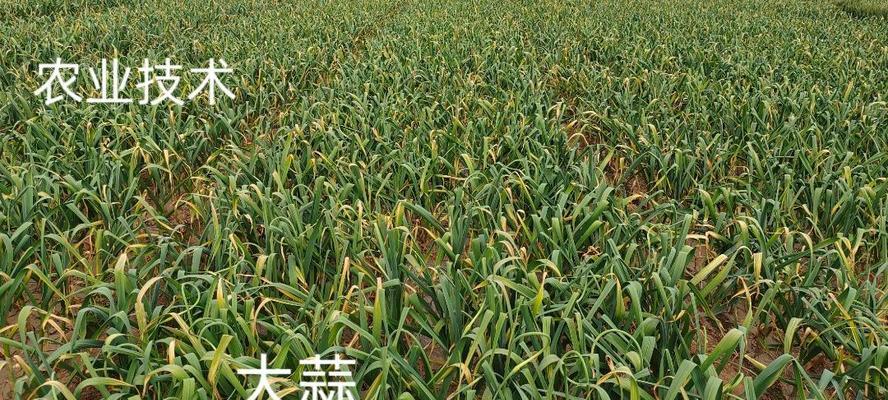 大蒜喜欢施什么肥料？（了解大蒜的肥料需求，让你丰收更多！）