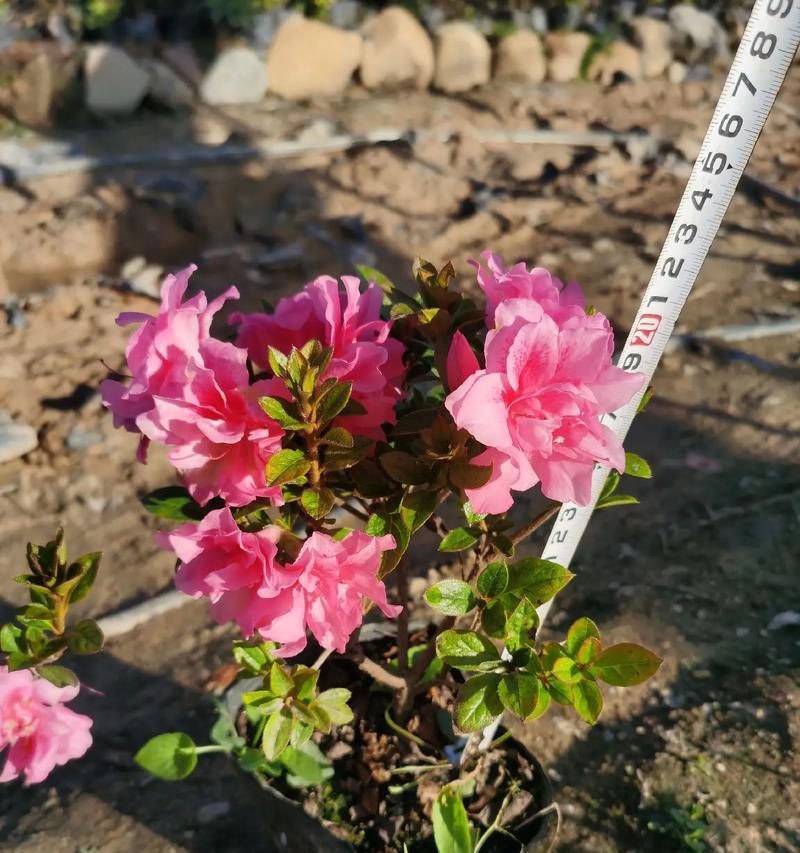 杜鹃花秋天开花的真相（揭开杜鹃花秋季开花的原因及注意事项）