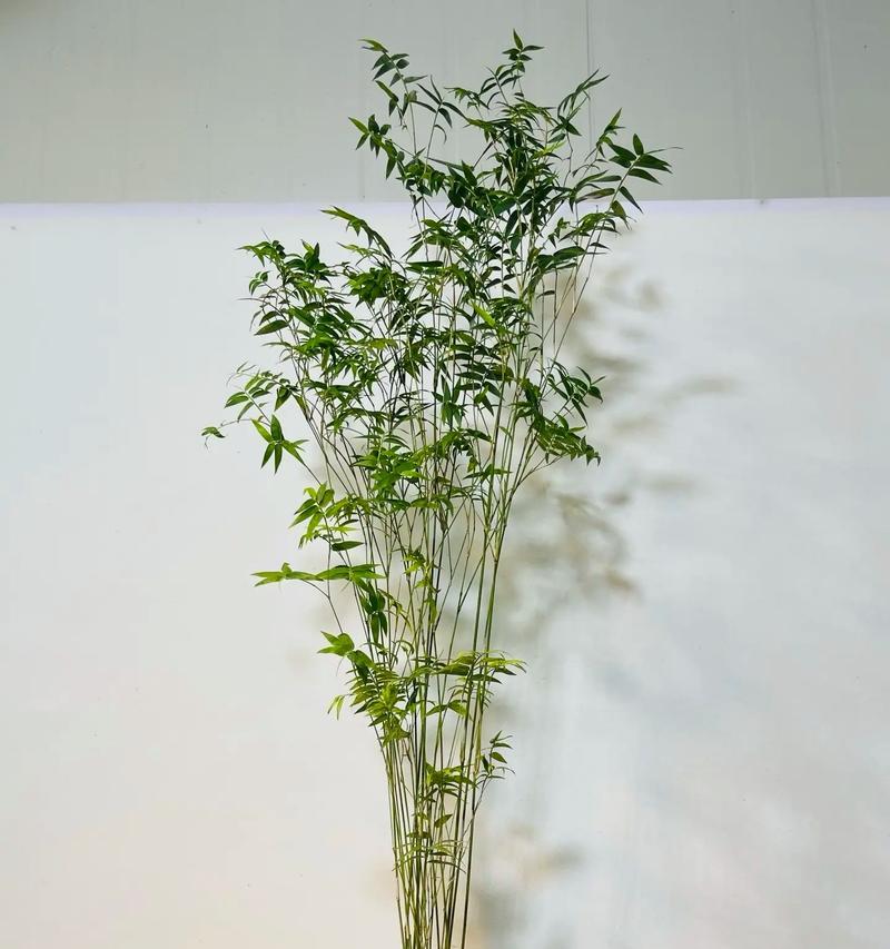 探究凤尾竹的耐寒性（了解凤尾竹的生长环境与耐寒范围）