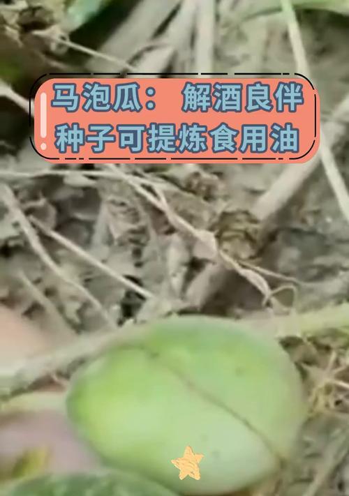 瓜种子直接种的优势与注意事项（掌握这些要点，让瓜种子在家也能长得旺盛）