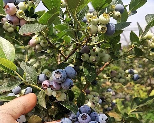 如何科学浇水，让蓝莓长势更旺盛（蓝莓浇水的时间、频率和方式）