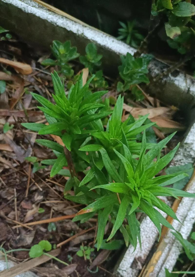 百合花（解读百合花的生长特点及种植技巧）