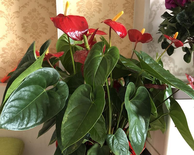 火鹤花的家庭养护法（打造居家美景，掌握这4个养护技巧）