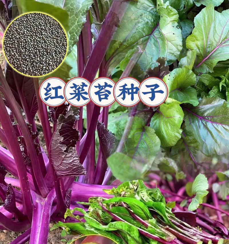 红菜苔的生长周期及播种时间详解（掌握红菜苔的生长规律，助你高效栽培）