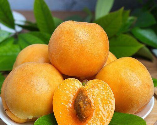 黄杏上市时间及成熟季节分析（探秘黄杏丰收季节，让你买到最新鲜的黄杏！）